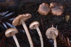 Entoloma cystomarginatum