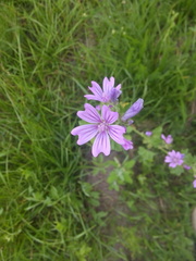 Malva sylvestris