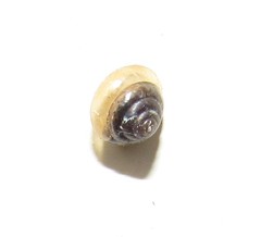 Euconulidae