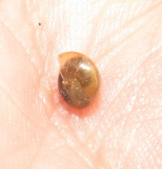 Euconulidae