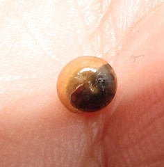 Euconulidae