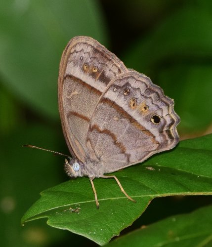 One-pupil Satyr
