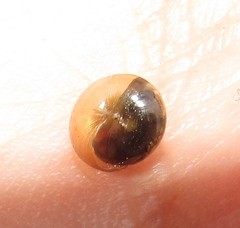 Euconulidae