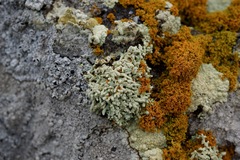 Lecanora phryganitis
