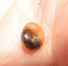 Euconulidae