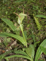 Pterostylis auriculata