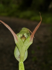 Pterostylis auriculata