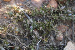 Blepharis integrifolia