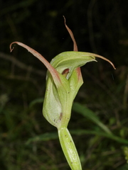 Pterostylis auriculata