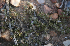 Blepharis integrifolia