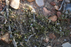 Blepharis integrifolia