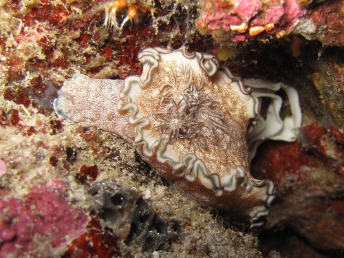 Glossodoris hikuerensis