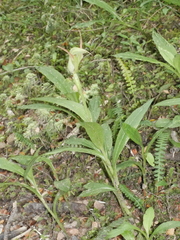 Pterostylis auriculata