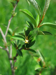 Elaeagnus multiflora