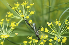 Gasteruption tarsatorium