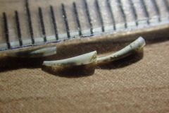 Cadulus teliger