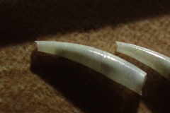 Cadulus teliger