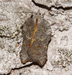 Acleris effractana