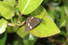 Nyctemera annulata