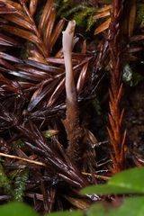 Clavulina castaneipes