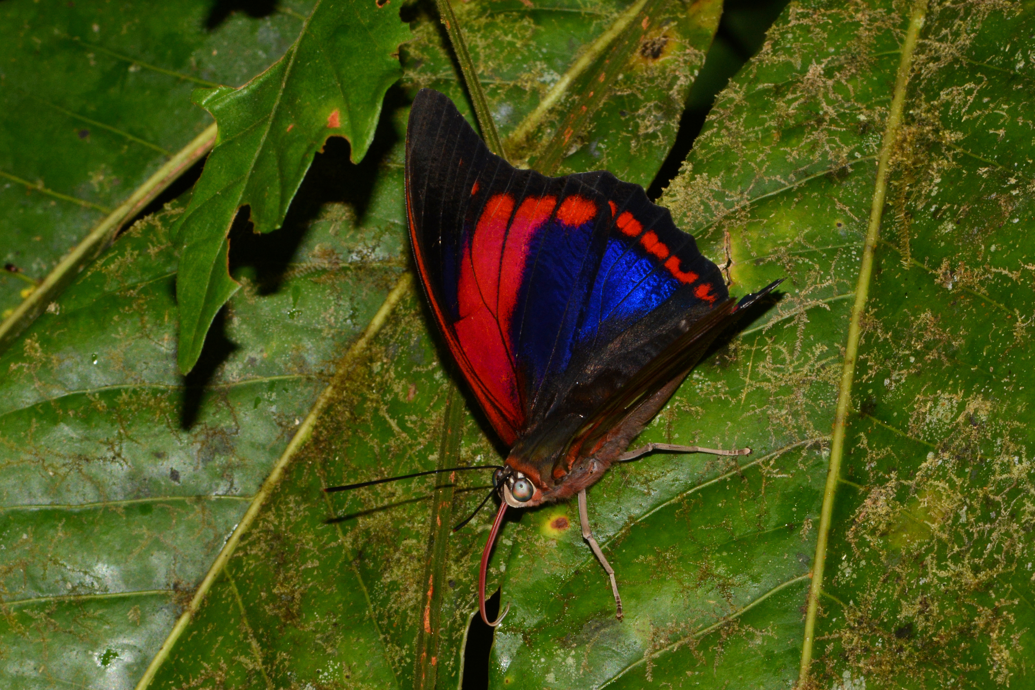Subspecies Prepona praeneste buckleyana · iNaturalist