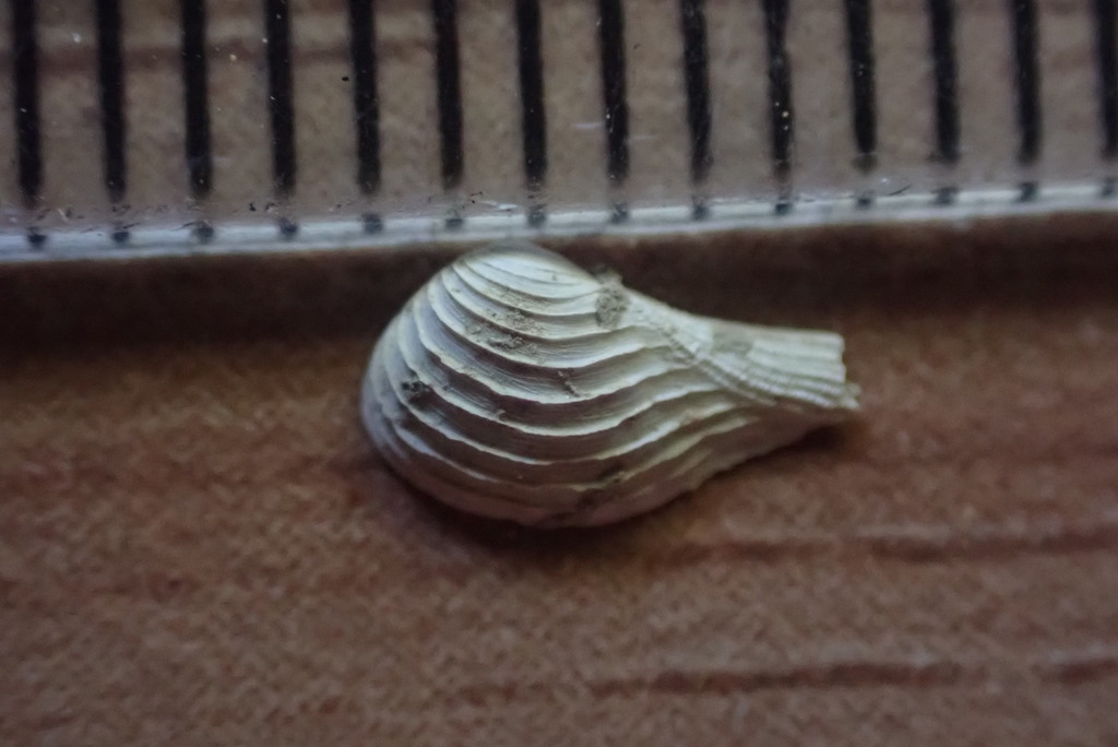 Cuspidaria