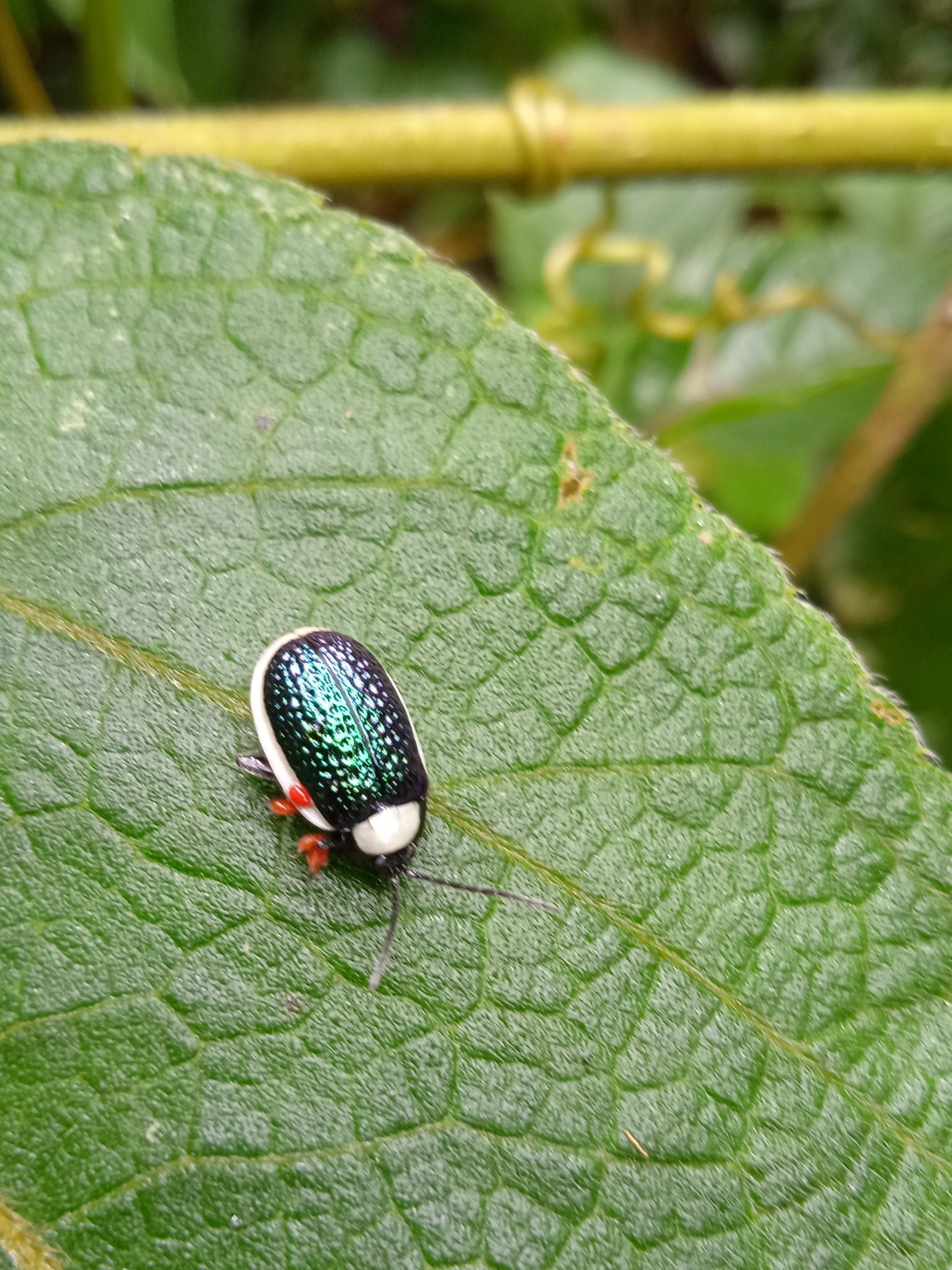Galerucinae image