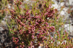 Erica gnaphaloides