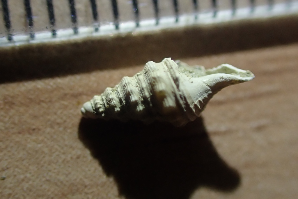 Austrodrillia rawitensis