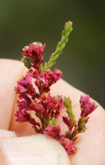 Erica gnaphaloides