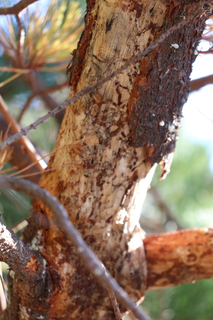 Pine Pitch Canker