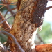 Pine Pitch Canker - Photo (c) yerbasanta, some rights reserved (CC BY-NC), uploaded by yerbasanta