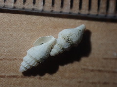 Mangeliidae