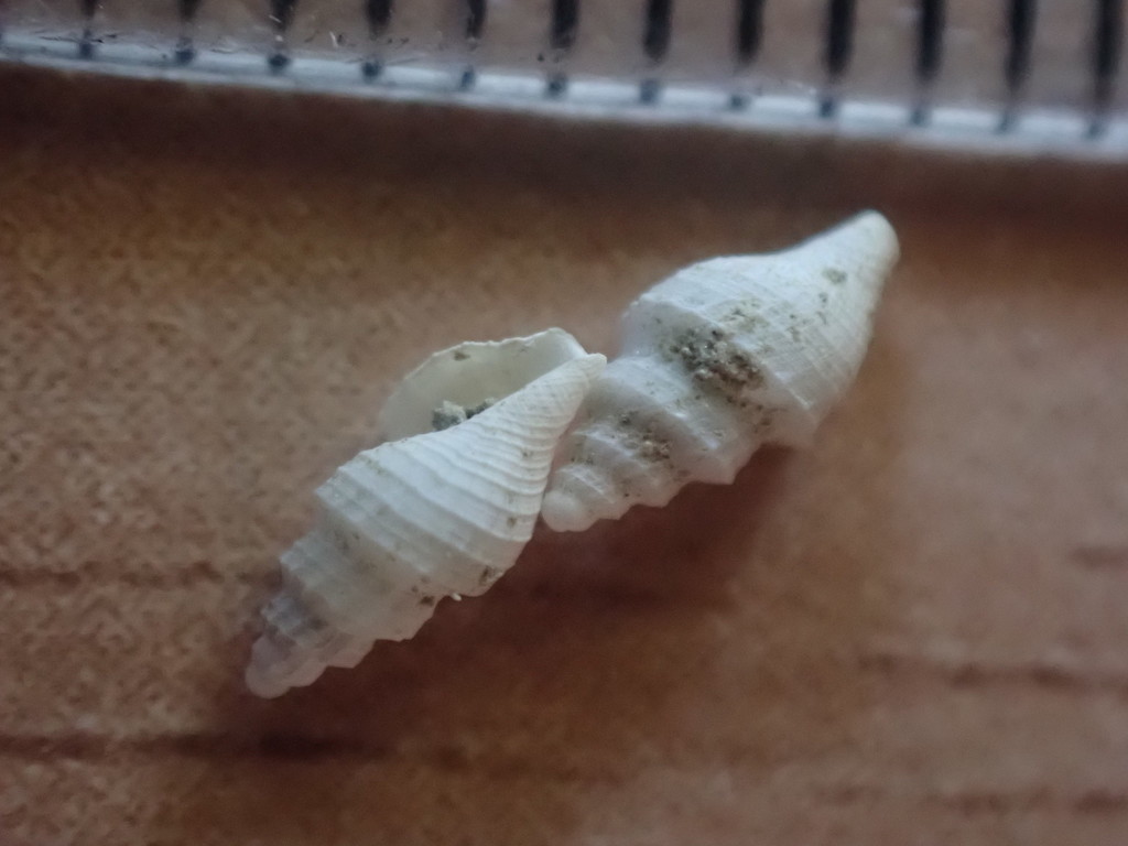 Antiguraleus murrheus