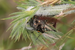 Cermatulus nasalis hudsoni