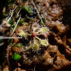 Drosera viridis