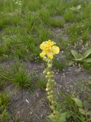 Verbascum phlomoides