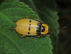 Chauliognathus missionum