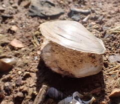 Utterbackiana suborbiculata