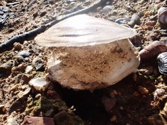 Utterbackiana suborbiculata