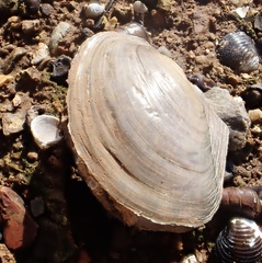 Utterbackiana suborbiculata