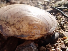 Utterbackiana suborbiculata