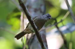 Eurillas ansorgei