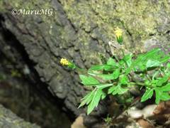 Coreopsis petrophiloides