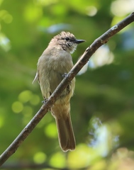 Eurillas ansorgei