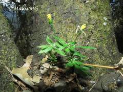 Coreopsis petrophiloides