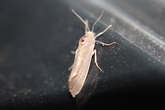 Pygarctia