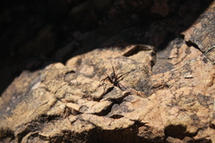 Aculepeira carbonarioides