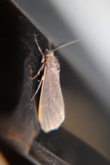 Pygarctia