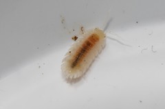 Trachelipus squamuliger